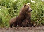 Brandy spots our cubs as hers continue to suckle