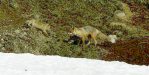 Feeding the fox pups