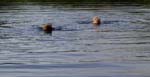 Charlie and Chico swimming