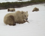 The 3 cubs on June 5