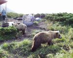 Leaving the cabin and the cubs