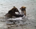 Cubs playing in water